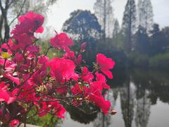 -上海滨江森林公园