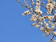 -无锡梅园公园