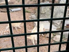 -深圳野生动物园