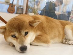 -共舞时光猫咖·狗咖(新街口店)
