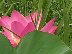 -比格比萨自助(花园路店)