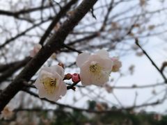 -中山市树木园
