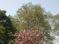 -武汉大学-樱园