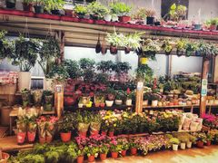 -青石桥花鸟鱼虫市场(叠翠城店)