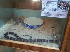 -上海大自然野生昆虫馆(东方明珠·爬宠昆虫探索中心)