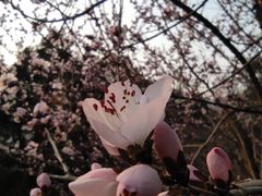 -香山公园