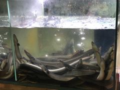 -本炙炭烤·蒲烧活鳗料理店(金沙洲店)