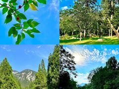 -禅宗少林·音乐大典