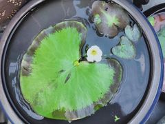 -秦美花卉(天朗·莱茵小城2期店)