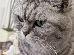 -共舞时光猫咖·狗咖(新街口店)