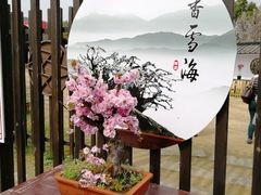 -香雪海