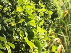 -洛阳市隋唐城遗址植物园