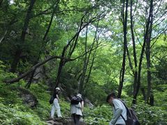 -王顺山国家森林公园