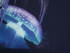 -贝壳梦幻世界