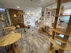 -楼上猫咖(罗湖店)