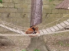 -上海野生动物园