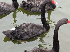 -深圳野生动物园