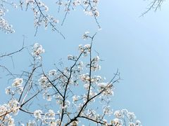 -高东镇樱花园