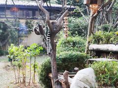 -熊猫自助餐厅.萌趣城堡(长隆熊猫酒店)