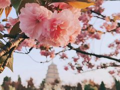 -西安青龙寺遗址景区