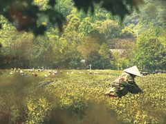-中国茶叶博物馆(双峰馆区)