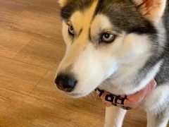 -Husky Go! 哈士奇体验馆·宠物咖啡厅狗咖