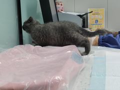 -半岛宠物医院24小时(科华中路店)