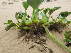 -酸奶王国(古城店)