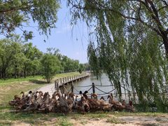 -野鸭湖国家湿地公园