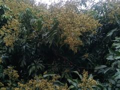 -鲤鱼塘农家山庄