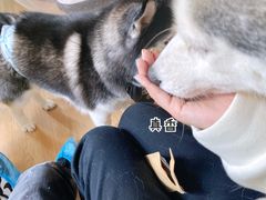 -Husky Go! 哈士奇体验馆·宠物咖啡厅狗咖