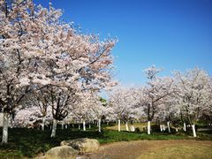-径山花海