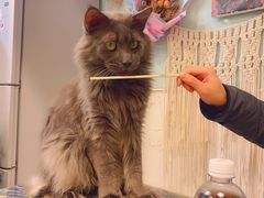 -平行世界·猫咖(首经贸店)