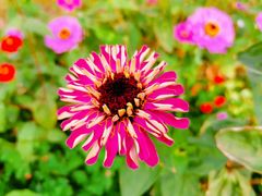 -长兴太湖图影湿地文化园