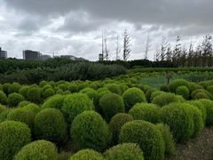 -春花秋色城市公园