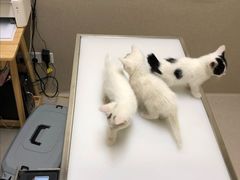 -爱妮康宠物医院·干细胞免疫细胞·肿瘤·心脏(张江店)