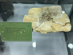 -房山世界地质公园博物馆