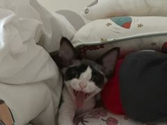 -pd派德宠物中心医院24H急重症·眼科中心·血液透析中心(嵩山北路店)