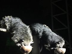 -清迈夜间动物园