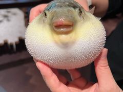 -肆月河豚·淮扬菜·湘菜(华天店)