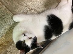 -猫咪博物馆(顶澳仔猫街店)