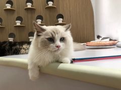-COLOR PETS 撸猫馆·购猫·猫咖(长风大悦城店)