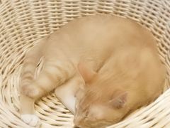 -Cappucimeow猫咪咖啡馆(韦伯时代店)
