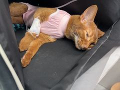 -达爱动物医院·犬猫分区·CT·复杂眼科(远洋山水分院)