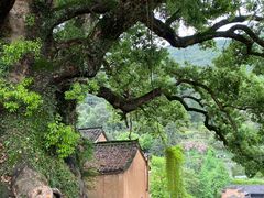 -杨家堂村