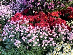 -杭州植物园