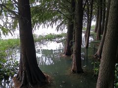 -高子水居