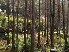 -重庆彩云湖湿地公园