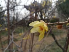 -洛阳市隋唐城遗址植物园