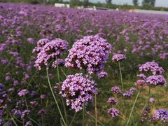 -北京东方普罗旺斯薰衣草庄园